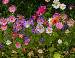 aster de la nouvelle angleterre